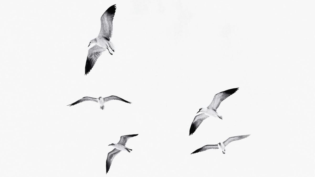 “Hür” ve “Hürriyet” Sözcüklerinin Kökeni, Türkçesi ve Dildeki Kullanımı