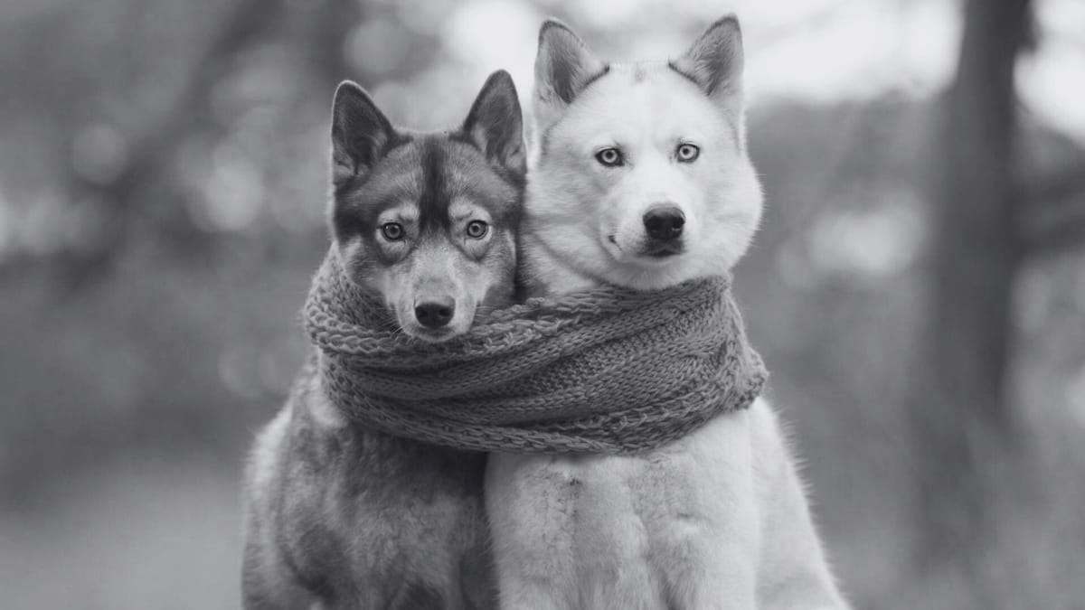 İkileme Nedir? Türkçede İkilemeler Nasıl Kurulur?