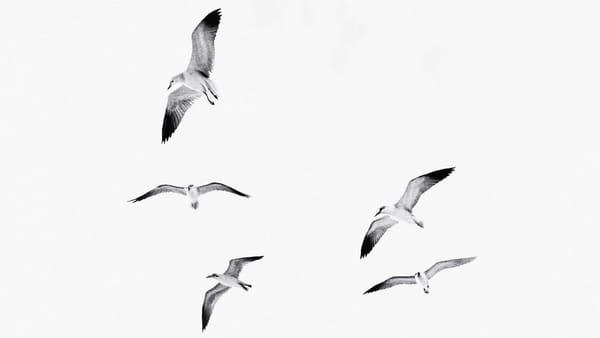 “Hür” ve “Hürriyet” Sözcüklerinin Kökeni, Türkçesi ve Dildeki Kullanımı