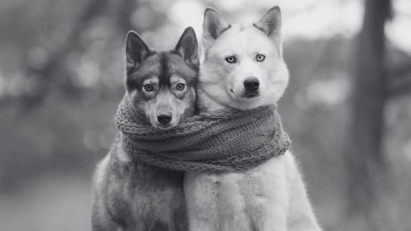 İkileme Nedir? Türkçede İkilemeler Nasıl Kurulur?